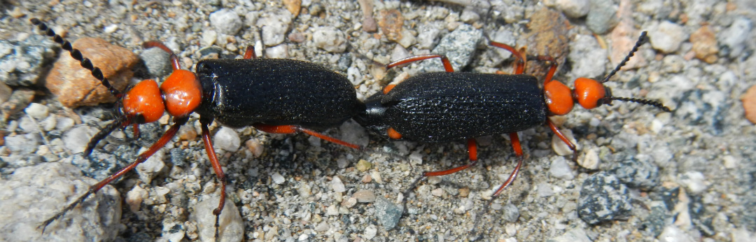 desert beetles