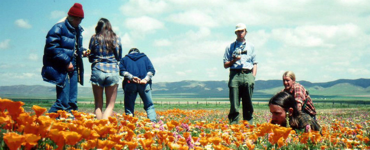 Field Quarter in the poppies